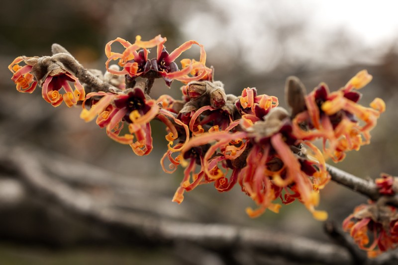 Hamamelis, remediul naturist pentru iritații și inflamație. Care sunt beneficiile și utilizările sale