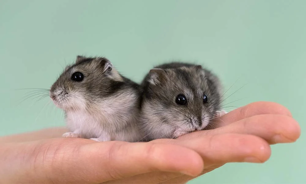 Hamsterul pitic siberian, cel mai popular animal de companie. Cât de greu e să ai grijă de un mic rozător?
