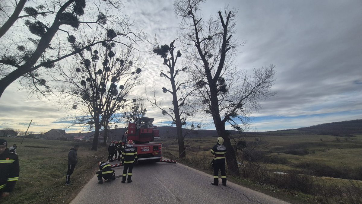Un bărbat a rămas suspendat într-un plop când culegea vâsc