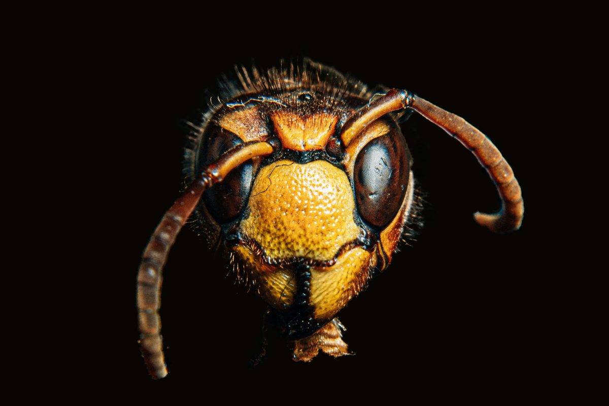 Pericolul viespei asiatice în Europa! Insecta care devastează coloniile de albine