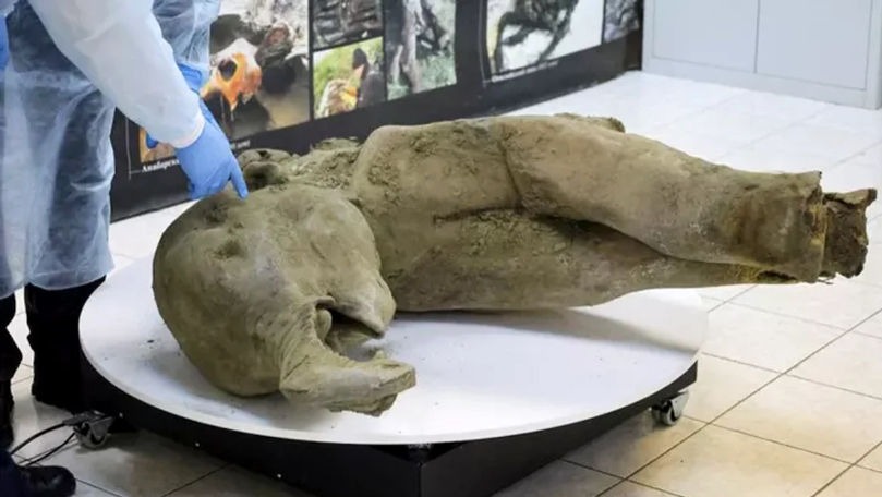 Descoperirea remarcabilă din Siberia! Puiul unei specii dispărute a fost găsit aproape intact
