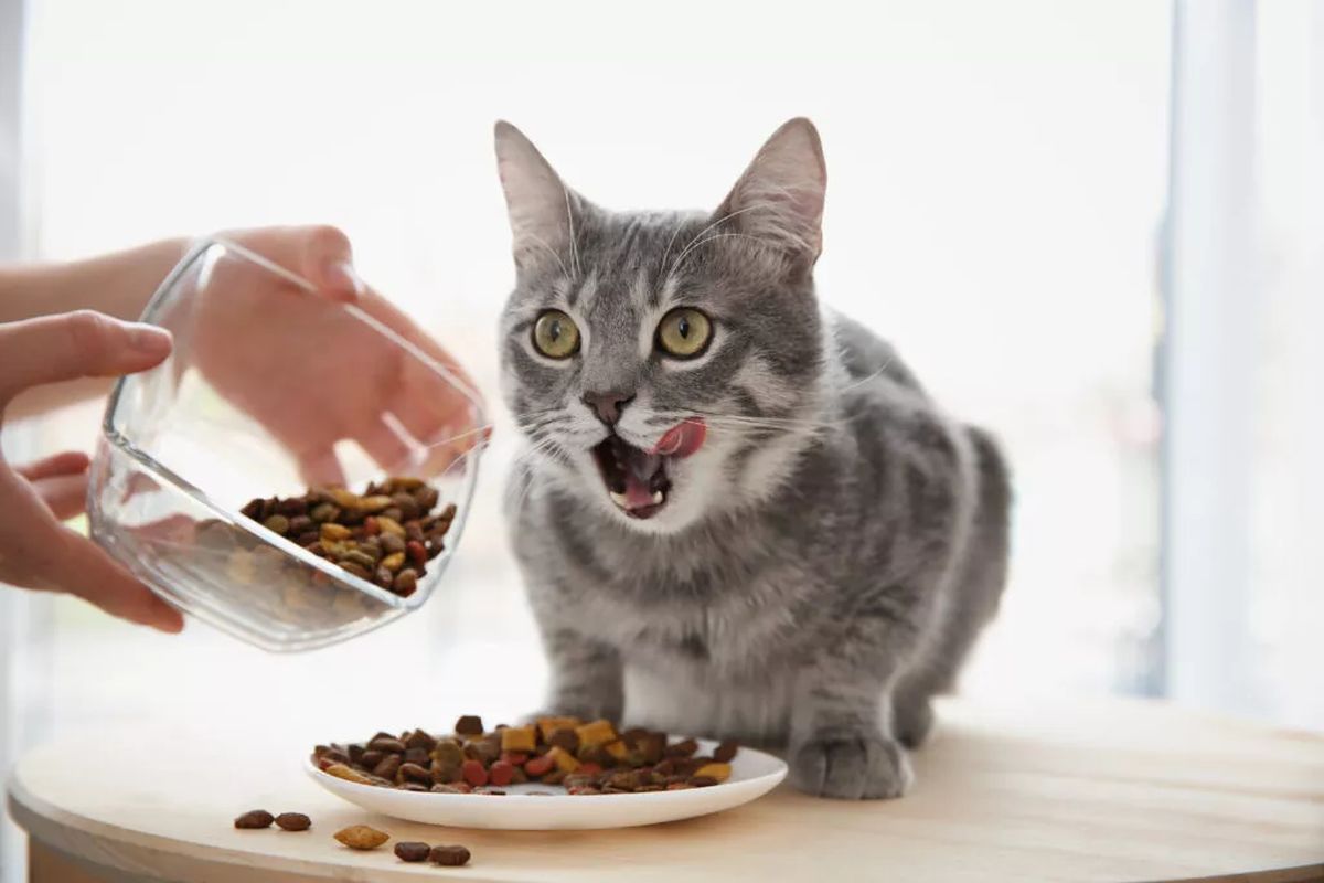 Mâncare de pisici sterilizate. De ce trebuie să aibă o alimentație diferită