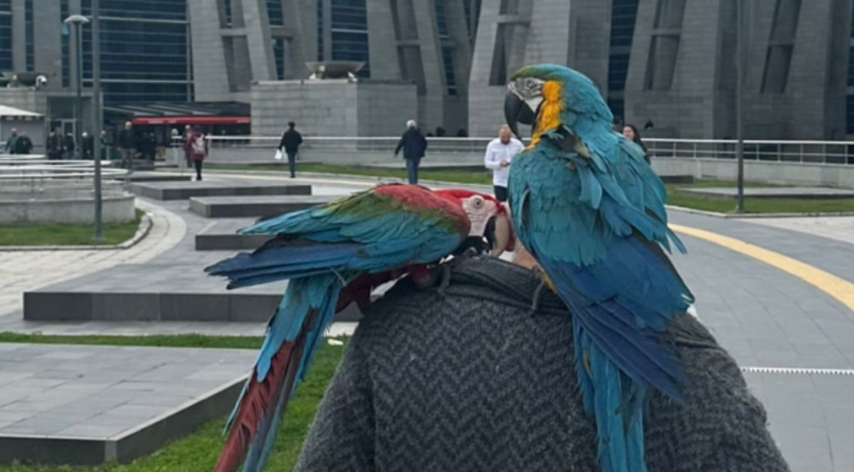 Cum au dat-o de gol papagalii pe femeia care își înșela soțul. Au dat declarații în fața instanței