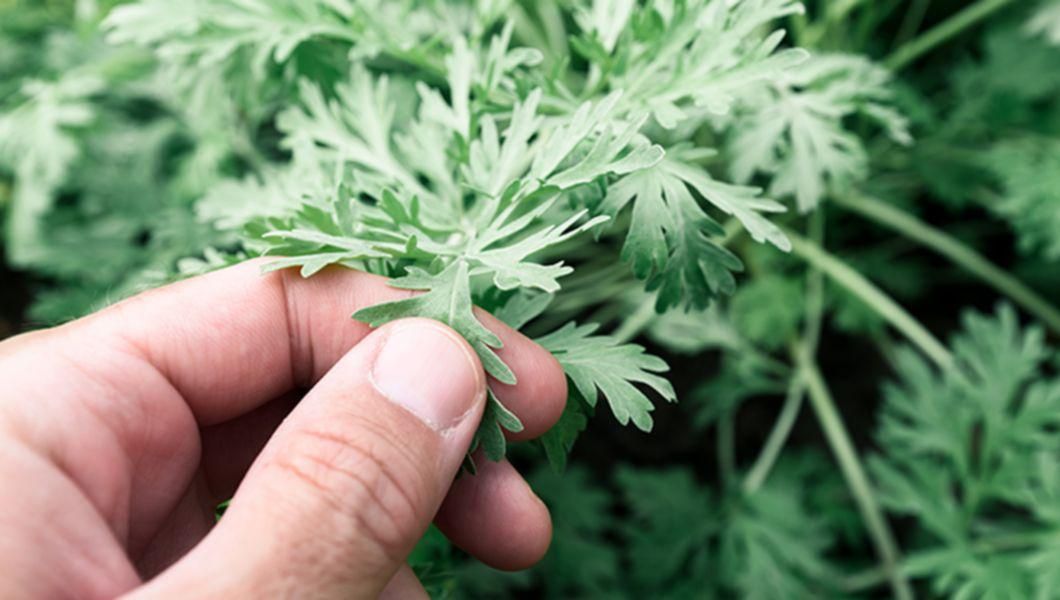 Planta de pelin, beneficii și posibile efecte secundare