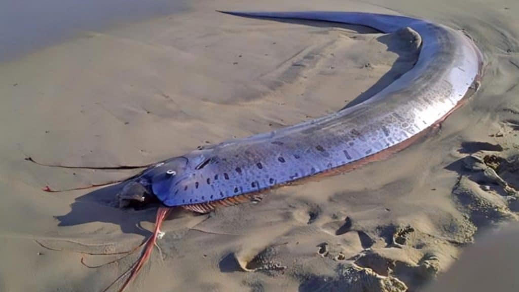 Făptura care își face apariția când se întâmplă ceva rău. Misterul creaturii care pare să prevestească dezastrele naturale