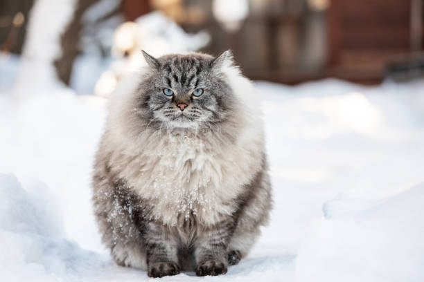 Pisica Siberiană, una dintre cele mai scumpe rase de pisici. Ce dietă specială necesită?
