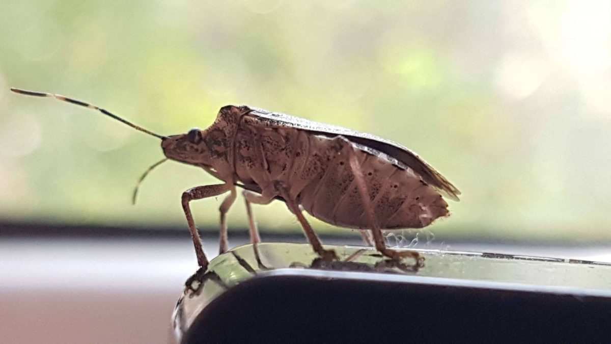 Cum să identifici și să împiedici infestarea cu ploșnițe! Ghid complet pentru o casă fără insecte