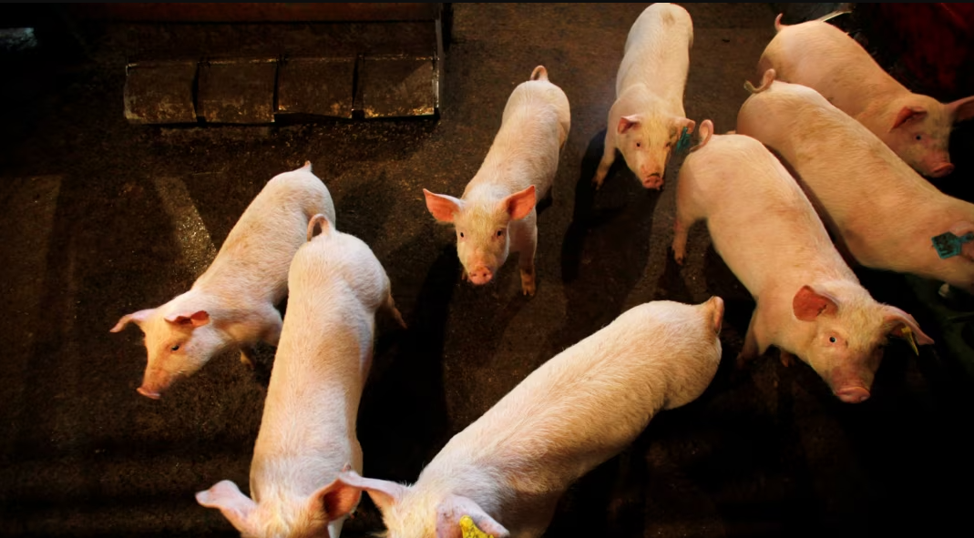 Crescătorii de porci, din Iași, primesc banii de la DSVSA. Suma acordată este 15 euro/cap de animal