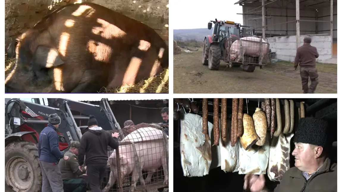 Cum arată porcul de 500 de kilograme sacrificat în Alba: Are numai carne și puțină slănină