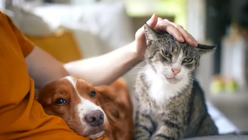 Lege dură pentru românii care stau la bloc și au animale de companie! Cine te poate obliga să renunți la ele