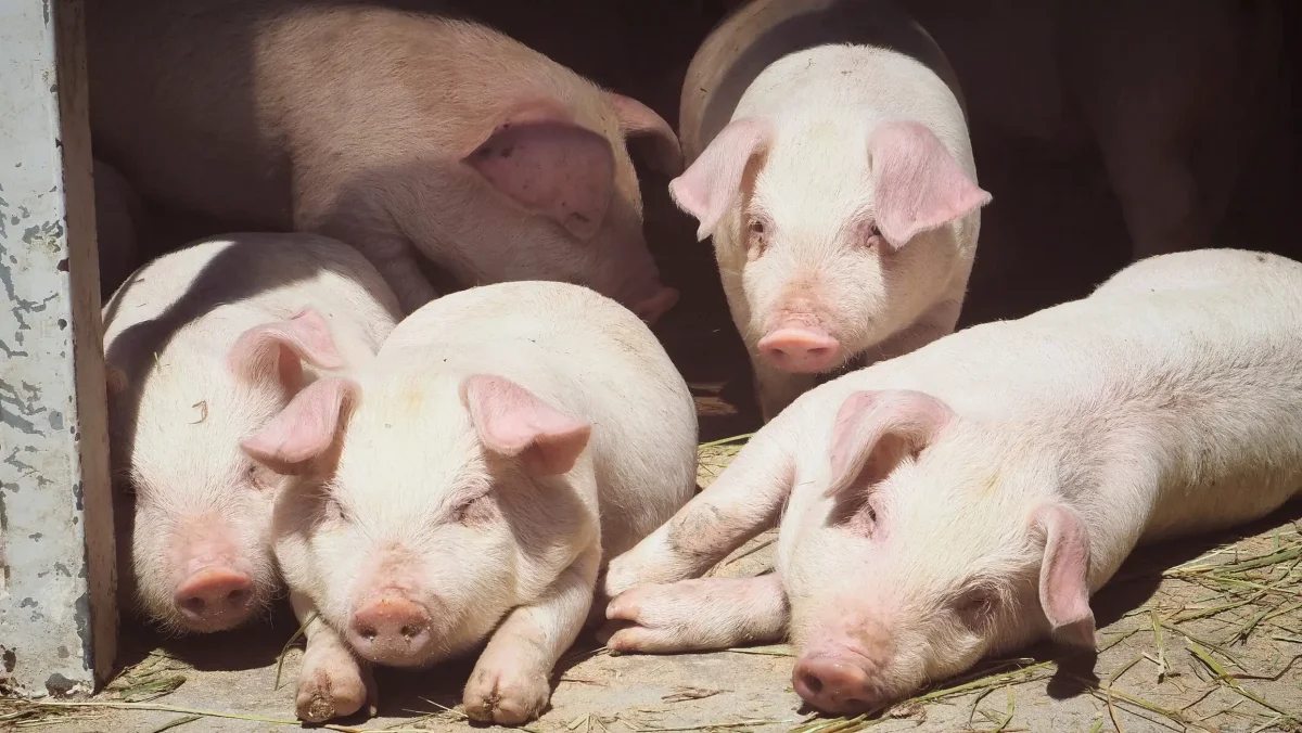 Amendă pentru românii care taie porcul în curte! Ce reguli trebuie respectate