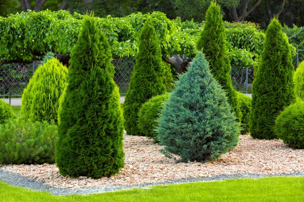 Tuia Occidentalis – cea mai populară plantă decorativă. Cum să ai grijă de acest arbore