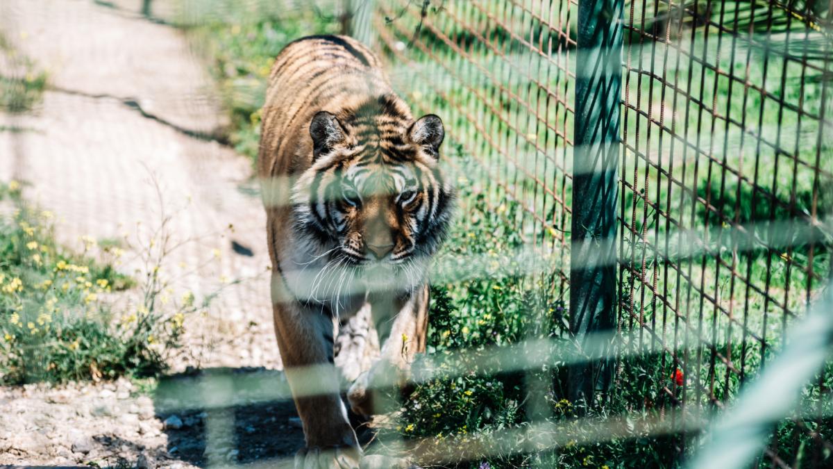 Tragedie la Grădina Zoologică Pitești: Un îngrijitor a fost ucis de un tigru 