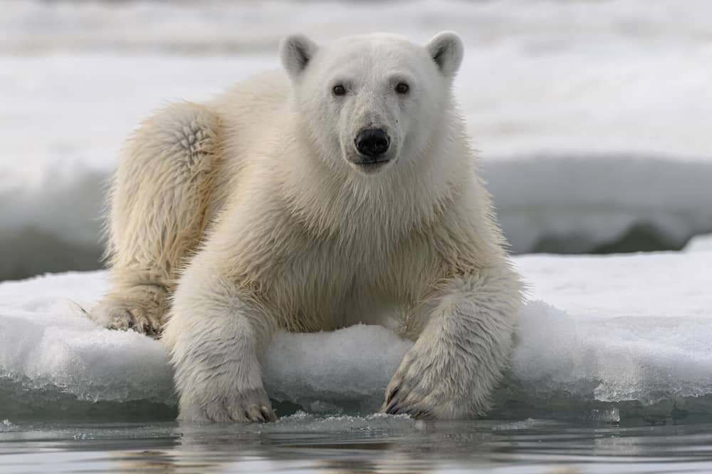 Un bărbat din Canada a sărit pe un urs polar pentru a-și salva soția
