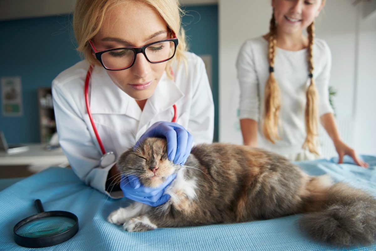 Alerta ascunsă în case: Tot mai multe animale de companie otrăvite cu droguri periculoase