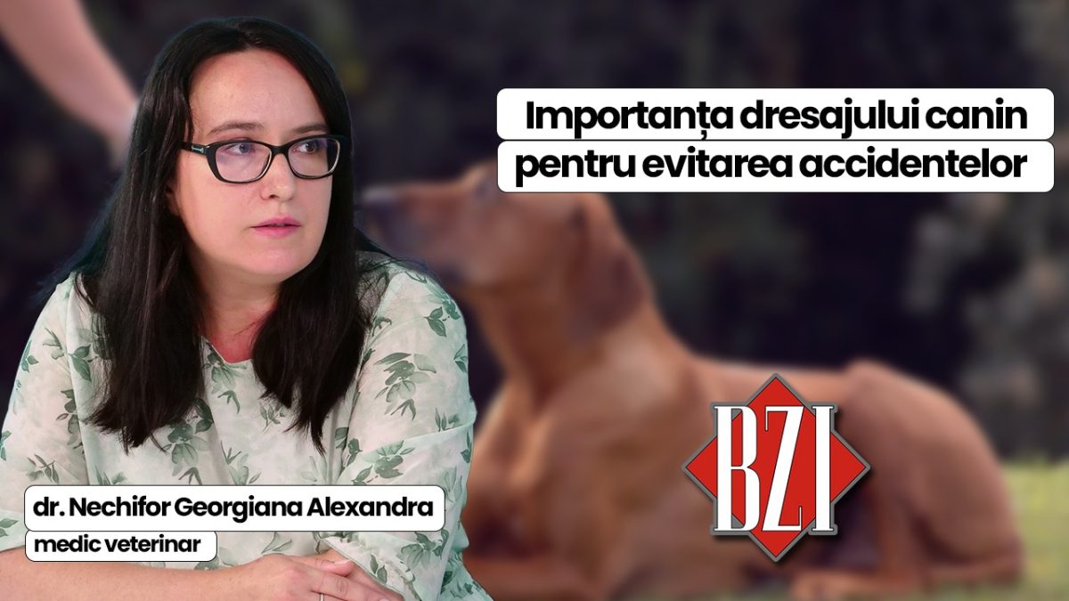 Dr. Alexandra Georgiana Nechifor, medic veterinar, discută în platoul BZI LIVE despre importanța dresajului canin când achiziționăm un sau adoptăm un câine