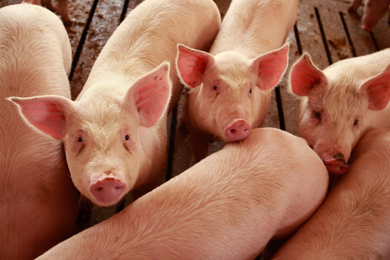 Care este cea mai puternică intoxicație la porci? Poze, cauze și simptome