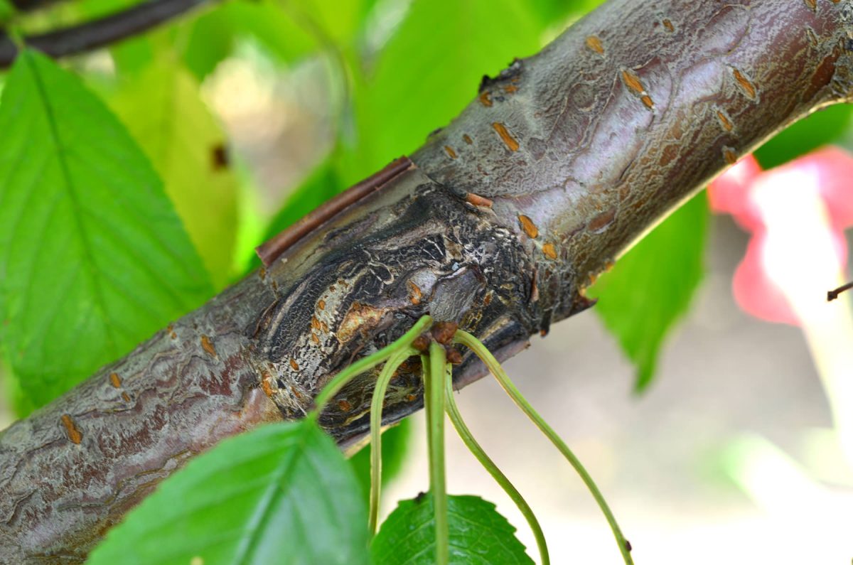 Altoirea prunului – când se face altoirea, primăvara sau toamna?