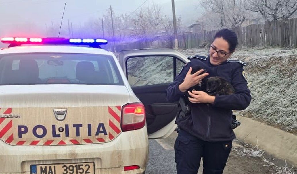 Polițiștii ieșeni au salvat doi cățeluși abandonați! Le-au oferit mâncare și adăpost, până la găsirea unor familii