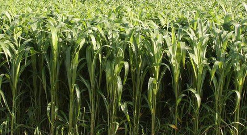 Câți ani rezistă iarba de Sudan? O plantă cu o mare adaptabilitate