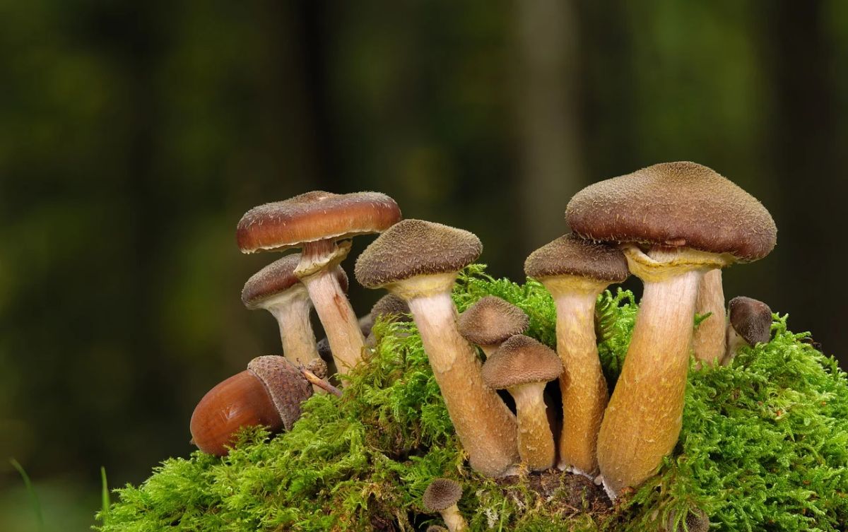 Tot ce trebuie să știi despre ciupercile de pădure. Câte tipuri putem găsi și importanța lor