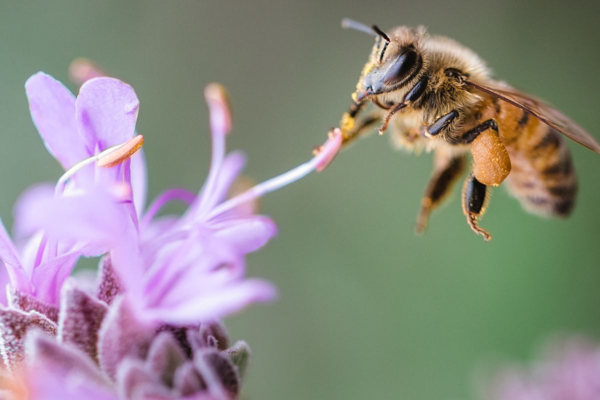 Crema cu venin de albine – Produsul minune pentru întinerirea pielii