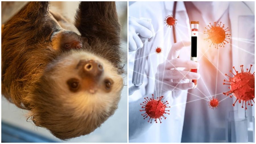 Ce este „virusul leneșului” și care sunt simptomele? Nu există tratament sau vaccin pentru această boală!