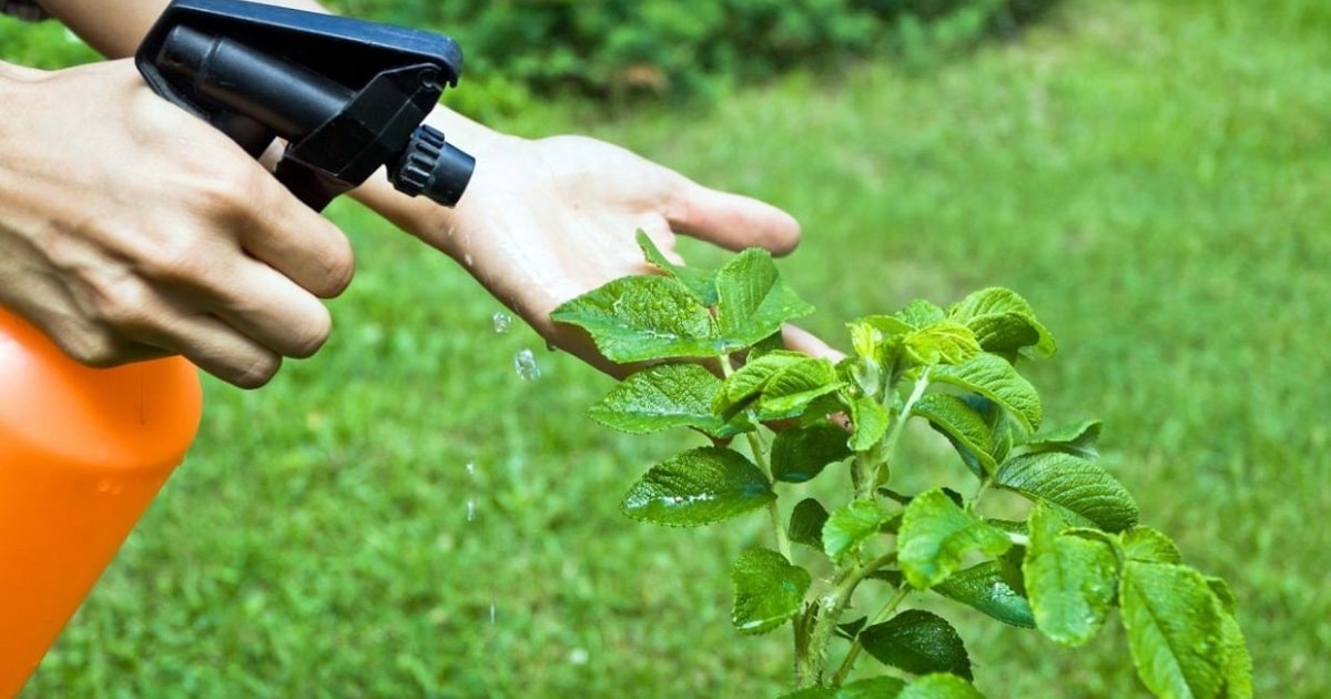 Uleiul de neem, un insecticid natural. Iată cum să îți protejezi plantele!