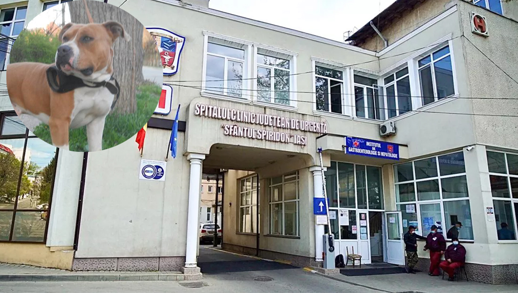 Medicii de la Spitalul „Sf. Spiridon” Iași s-au îngrozit când au văzut cât de desfigurată era bătrâna atacată de câinele de luptă al familiei: „Oricâtă experiență ai avea, tot rămâi șocat când vezi așa ceva”