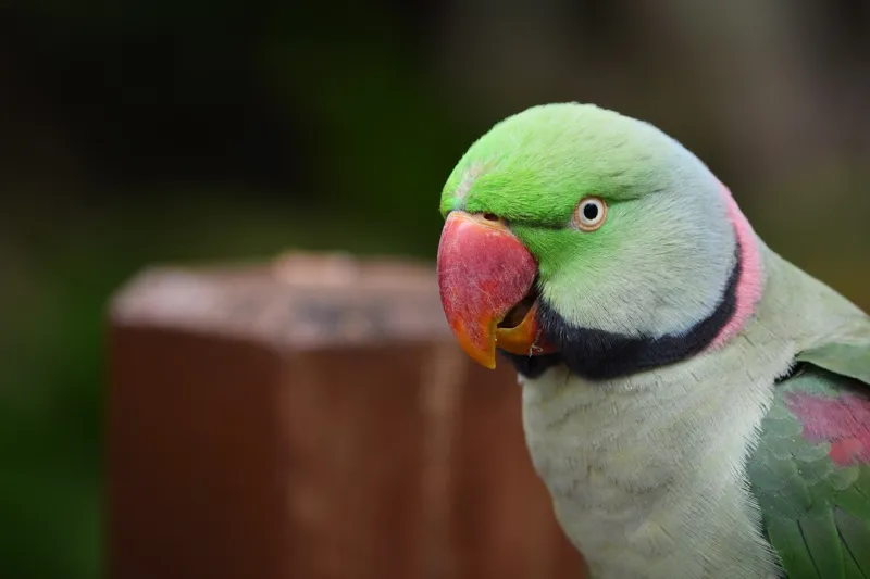 Marele Alexandru, cea mai populară specie de papagali