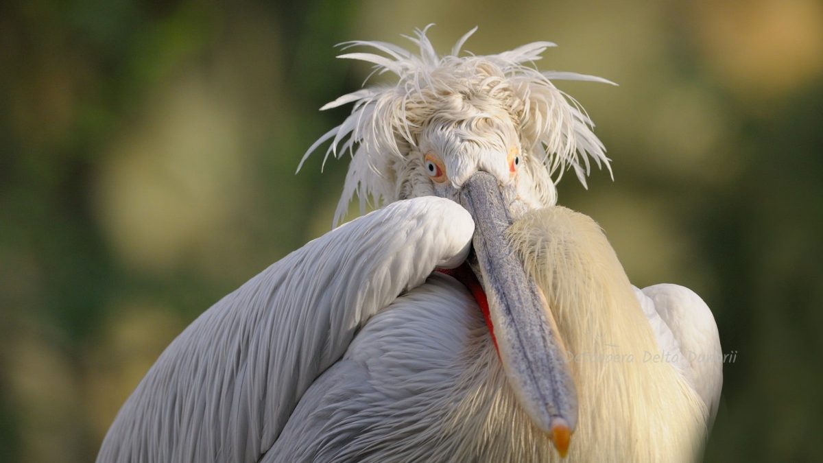 Pelicanii creți au revenit! Au început să depună ouă în Delta Dunării