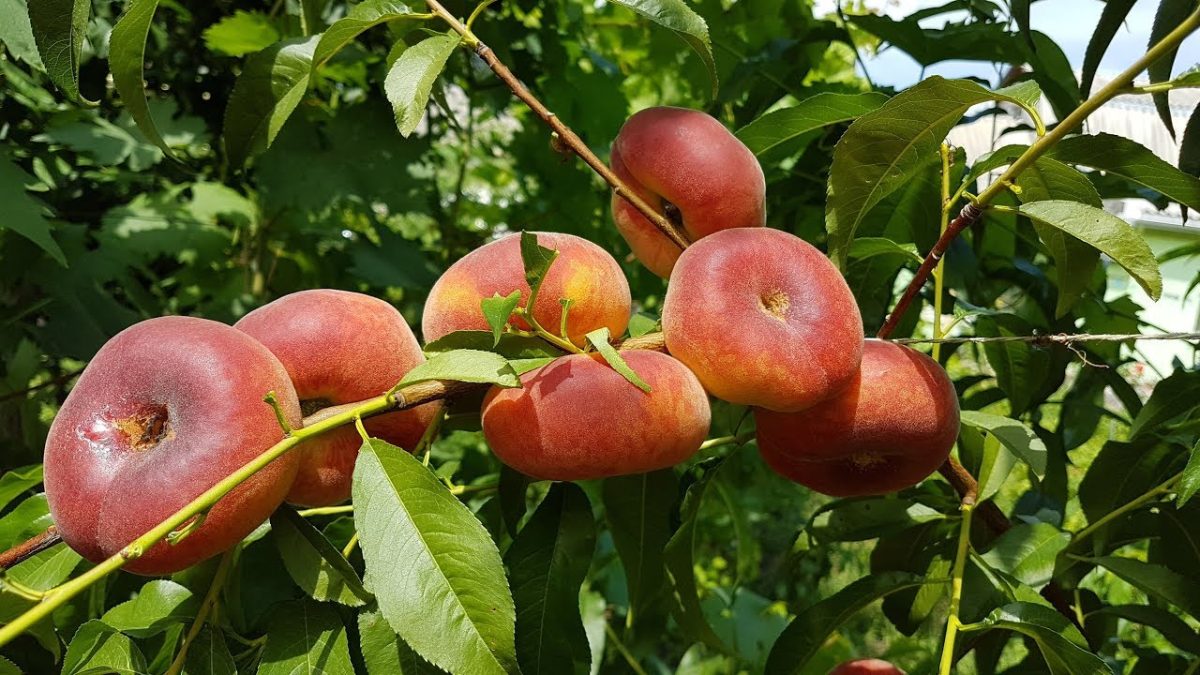 La ce poți utiliza piersica turtită. Preparate delicioase și remedii naturiste