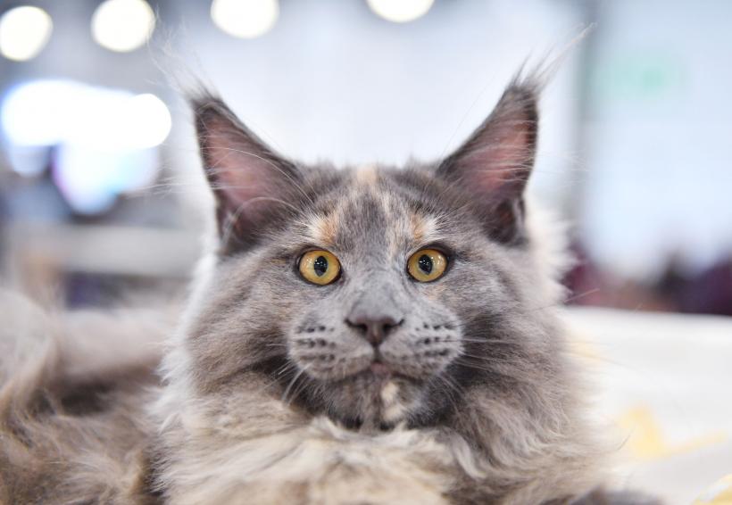 La ce preț poate ajunge o pisică din rasa Maine Coon? Nu oricine își permite să o cumpere!