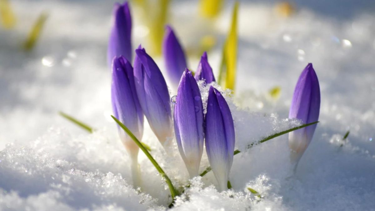 Meteorologii Accuweather anunță că ninsorile se întorc în luna martie! Iată cum va fi vremea