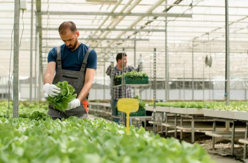 Acești români pot primi până la 200.000 de euro. Ce presupune programul „Prima Seră”