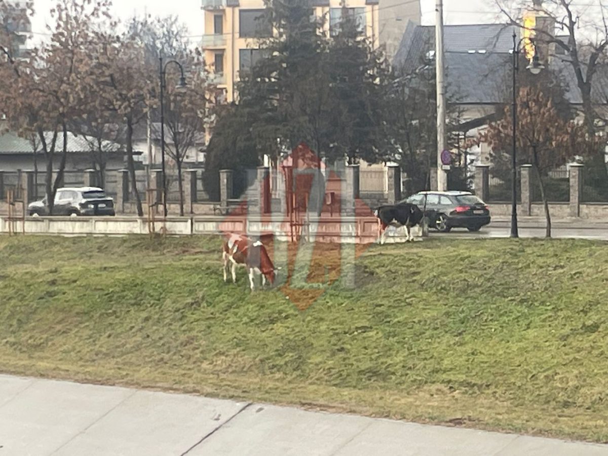 Atenție, șoferi! Trei vaci rătăcesc libere pe Splai Bahlui, bulevardul Regele Mihai din Iași