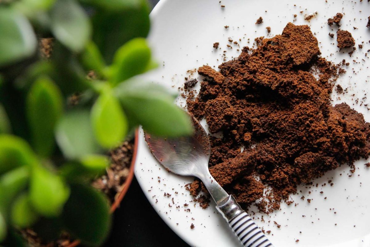 Secretul pentru cele mai frumoase flori: Presară zaț de cafea peste orhidee de trei ori pe săptămână