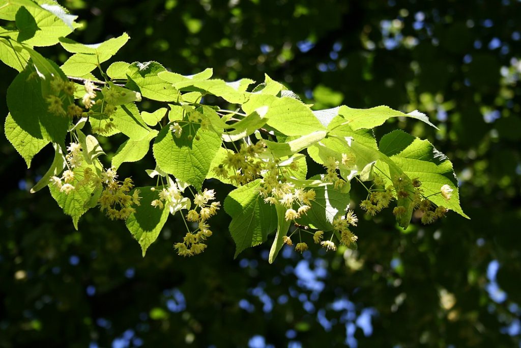 Când înflorește teiul? Iată când se culeg, de fapt, florile arborelui!