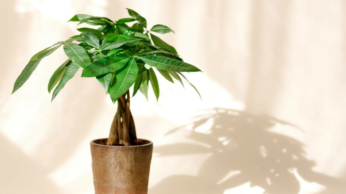 Planta considerată un magnet pentru bani. Cum să o îngrijești pentru a atrage prosperitatea financiară