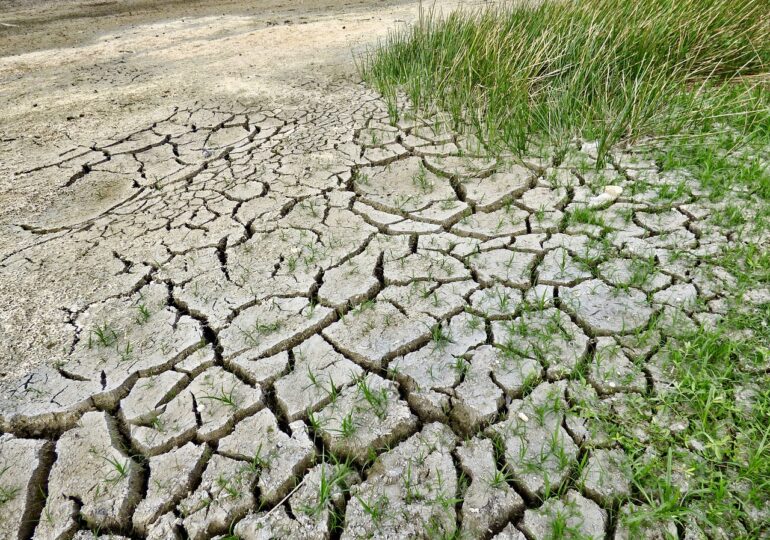 Banca Mondială a distrus agricultura din România! Ne-au obligat să vindem mii de firme românești și să cumpărăm din afara țării