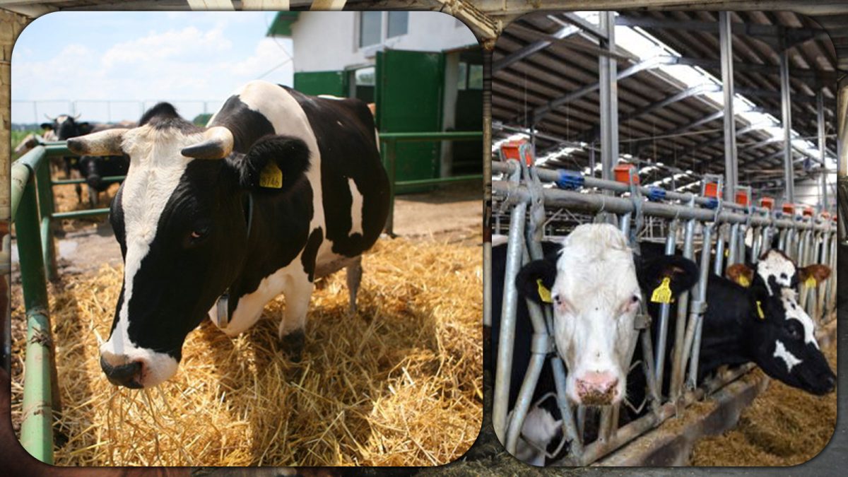 Crescătorii de bovine din Iași primesc subvențiile de la APIA pentru anul de cerere 2024