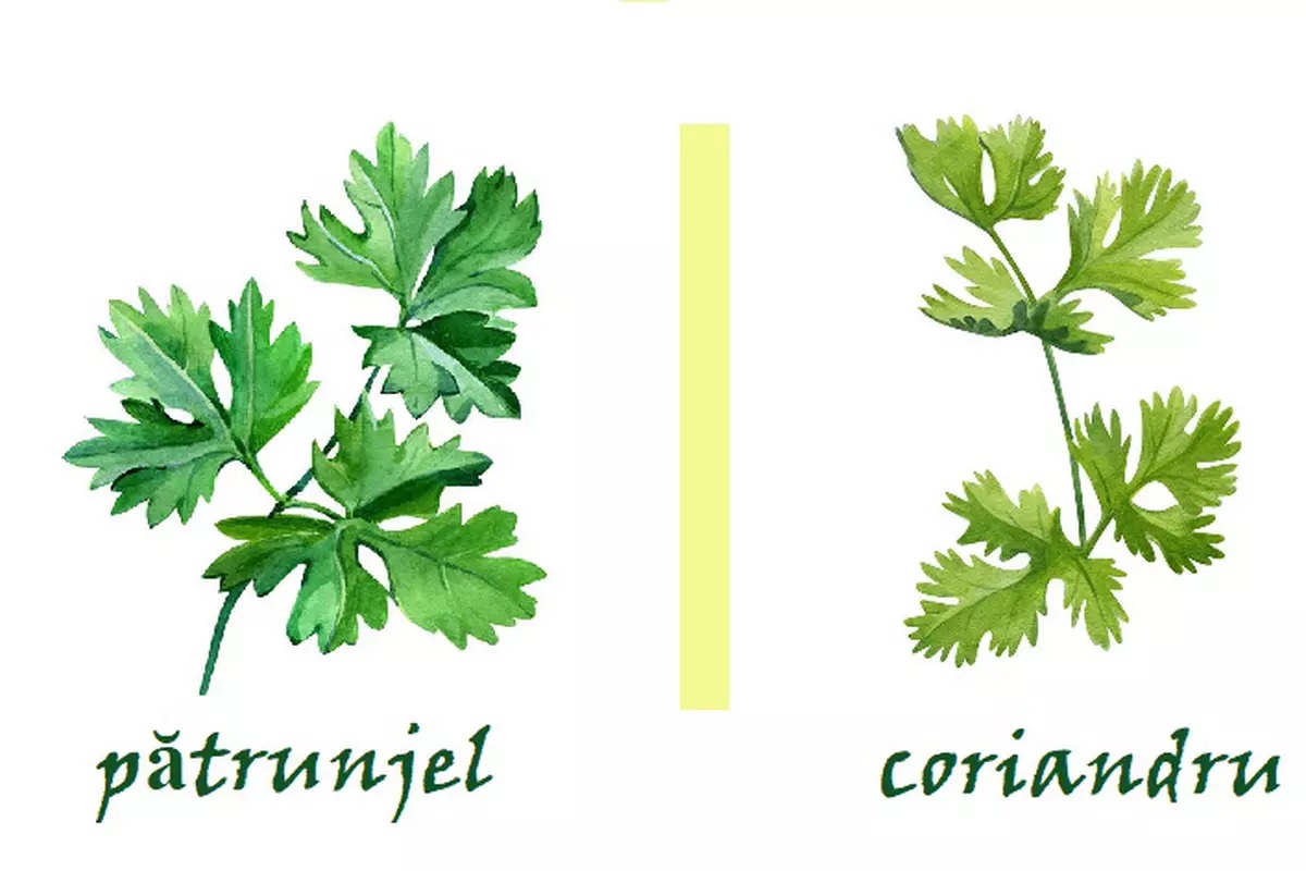 Coriandru vs. pătrunjel, alimente pe care le confundăm. Iată care sunt asemănările și diferențele!
