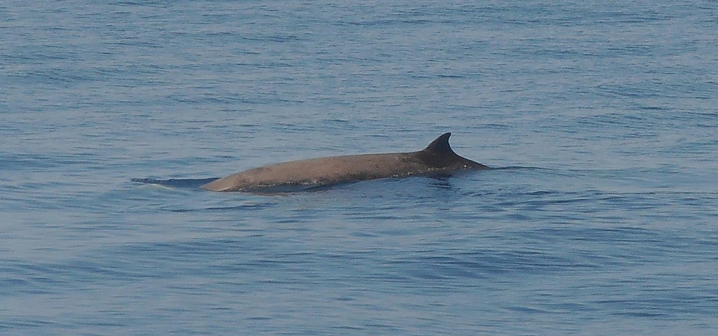 Animalul care șochează știința! Poate să își țină respirația timp de 137 de minute