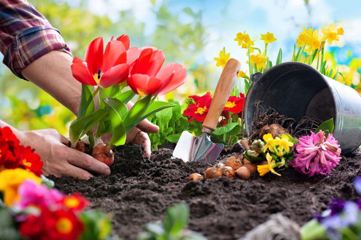 Când se plantează lalelele? Cel mai potrivit moment