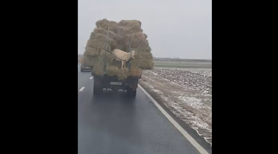 Imaginile care fac înconjurul internetului! O capră a fost “uitată” printre baloți de fân, într-o autoutilitară. Iată momentul surprins în trafic