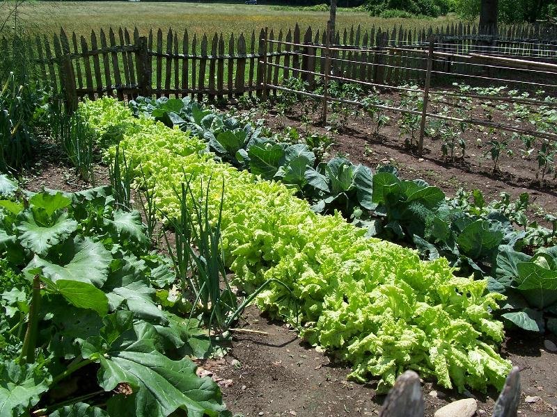 Cât Solar Calciu se pune la 10 litri de apă. Care este doza ideală și ce beneficii are pentru plante