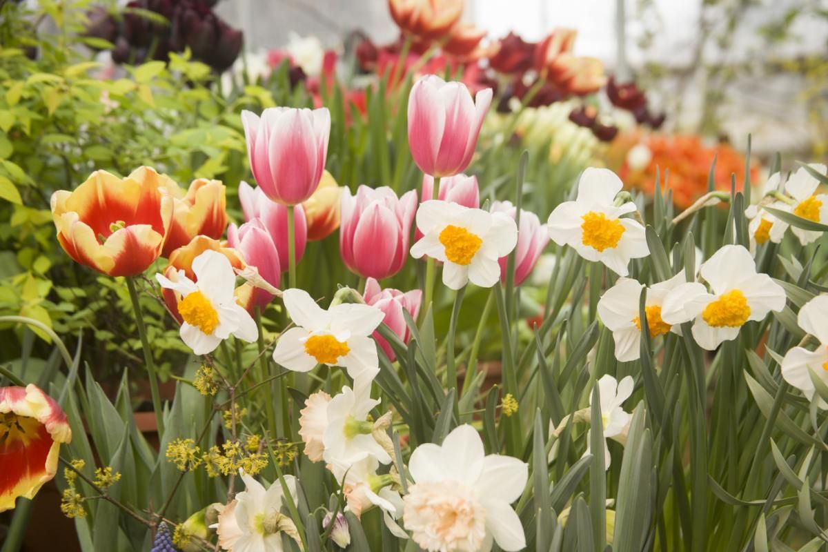 Cojile de ouă, secretul natural pentru o grădină sănătoasă! Descoperă beneficiile acestui truc la îngrijirea florilor
