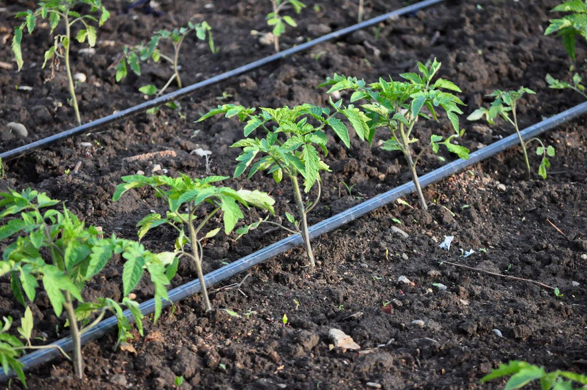 Care este distanța de plantare a vinetelor? Sfaturi pentru o producție ridicată
