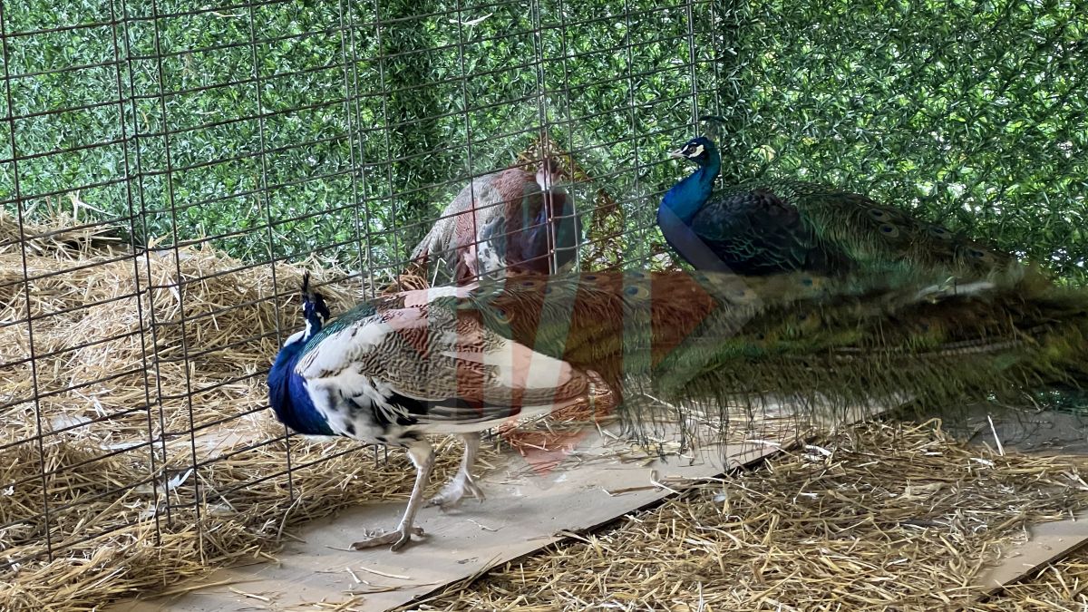 A început expoziția inedită de păsări și animale de la Holboca! Evenimentul este la a 24-a ediție
