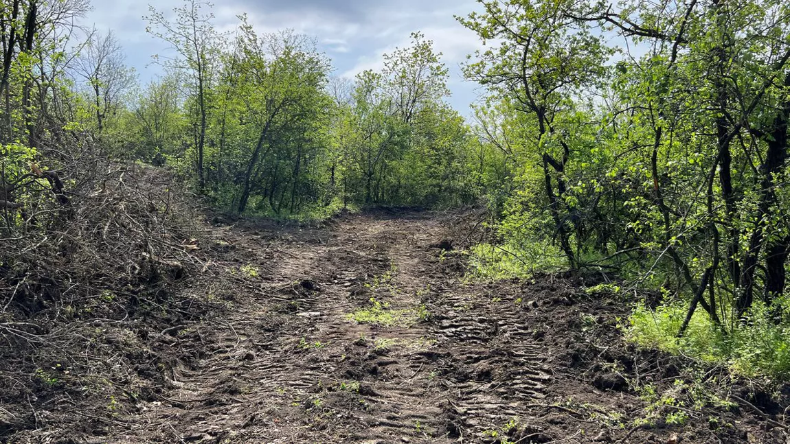 Garda Forestieră Suceava a publicat raportul de activitate, anul 2024 